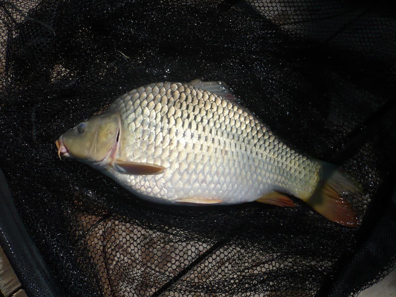 Magura 9 - 08.MAI.2014 - p1020352.JPG